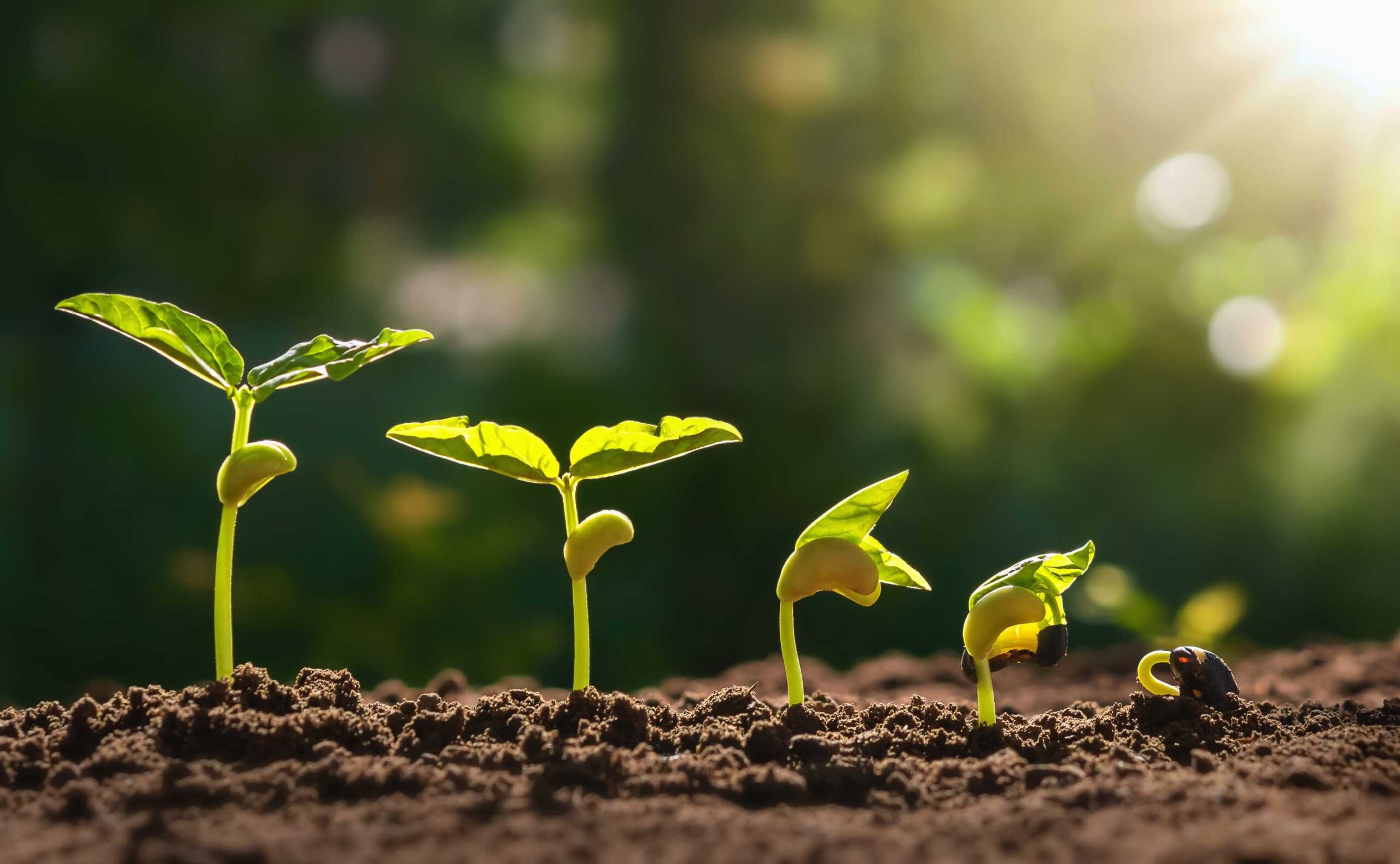 lemon tree fertilizer