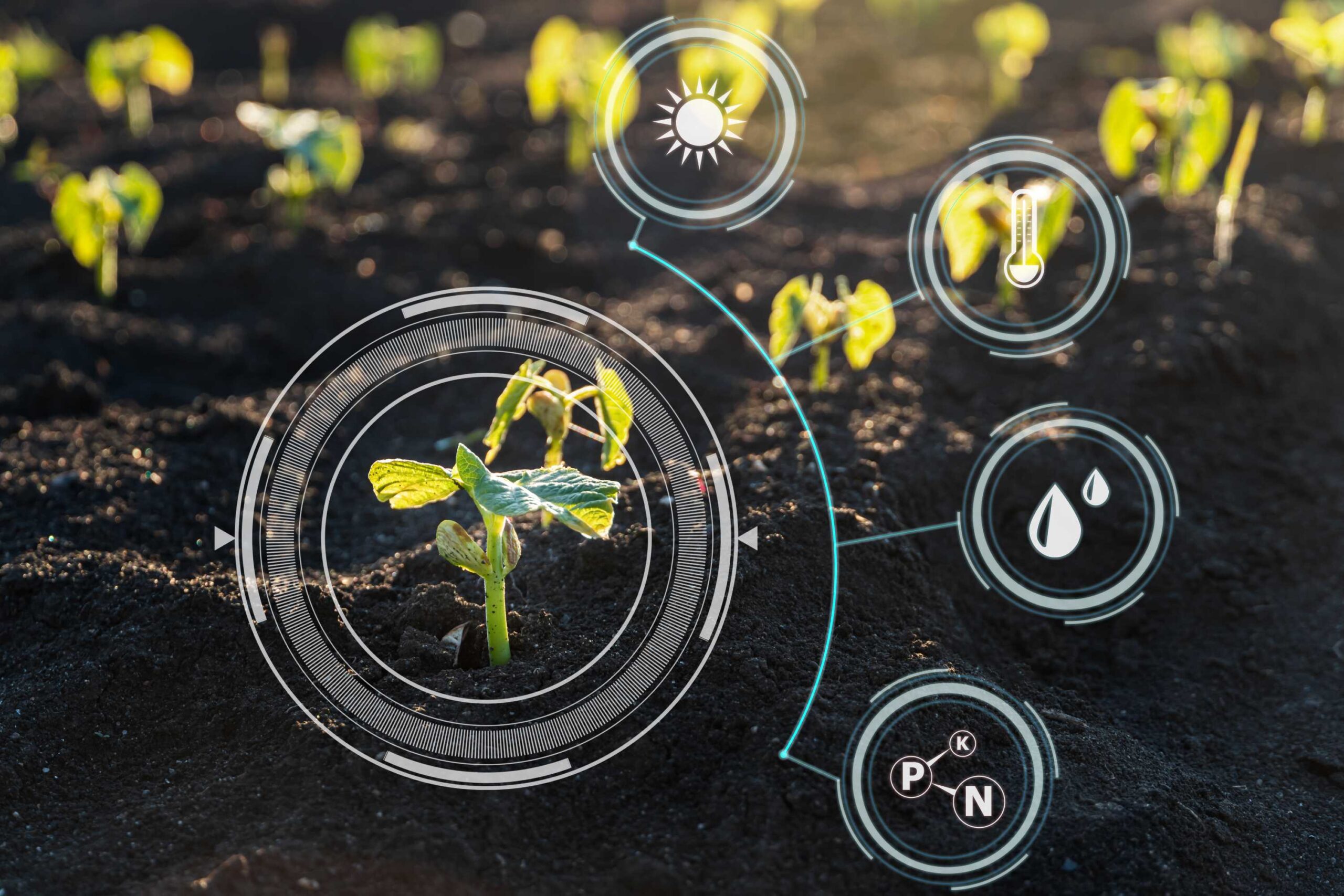 lemon tree fertilizer